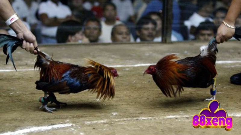 Kỹ thuật, chiến thuật đá gà tre từ cao thủ