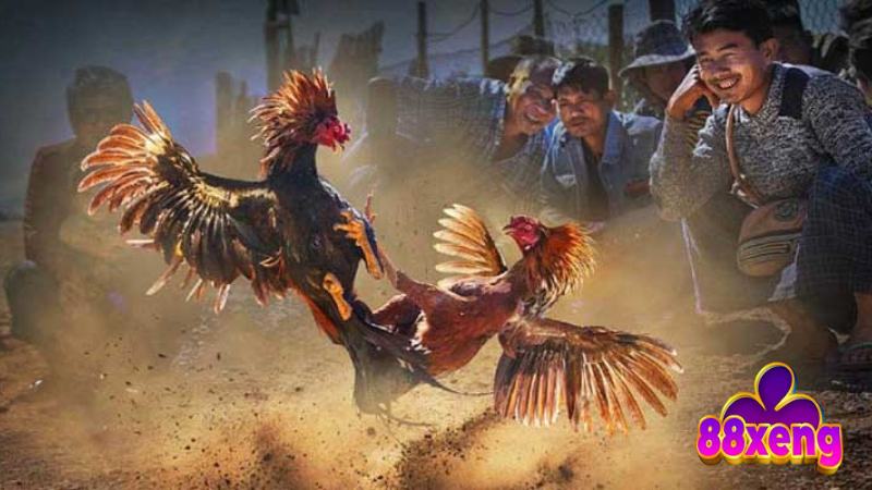 Đá Gà Tre | Luật Chơi, Cách Chọn Gà, Bí Kíp Thắng Lớn