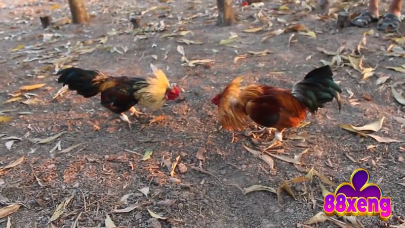 Tìm hiểu khái niệm đá gà tre trước khi tham gia