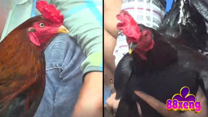 Sơ lược khái niệm đá gà trực tiếp là gì cho tân thủ