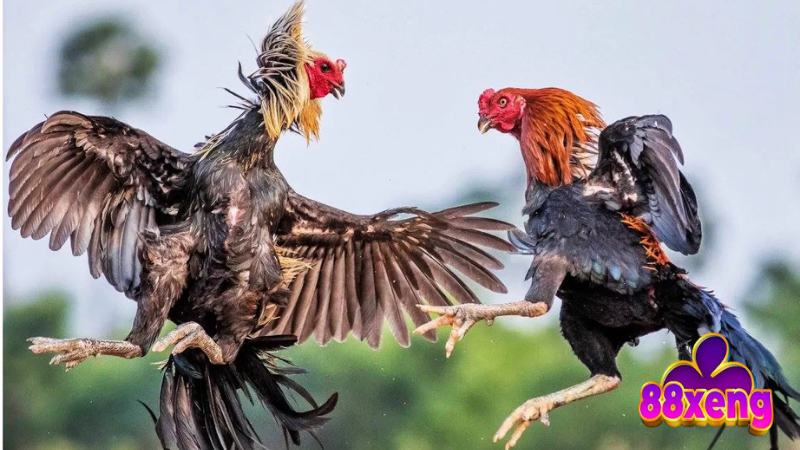 Phương pháp lựa chọn chiến kê để đá gà tre