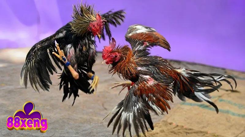 Tham gia đá gà trực tiếp có thể theo dõi dễ dàng, tiện lợi tối đa